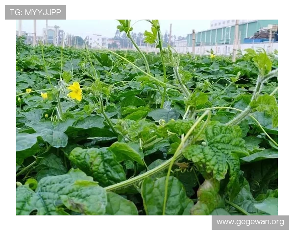 永利博电竞登录入口安全验证流程详解保障用户个人信息安全与账户安全 永利博电竞登录入口安全验证流程详解保障用户个人信息安全与账户安全